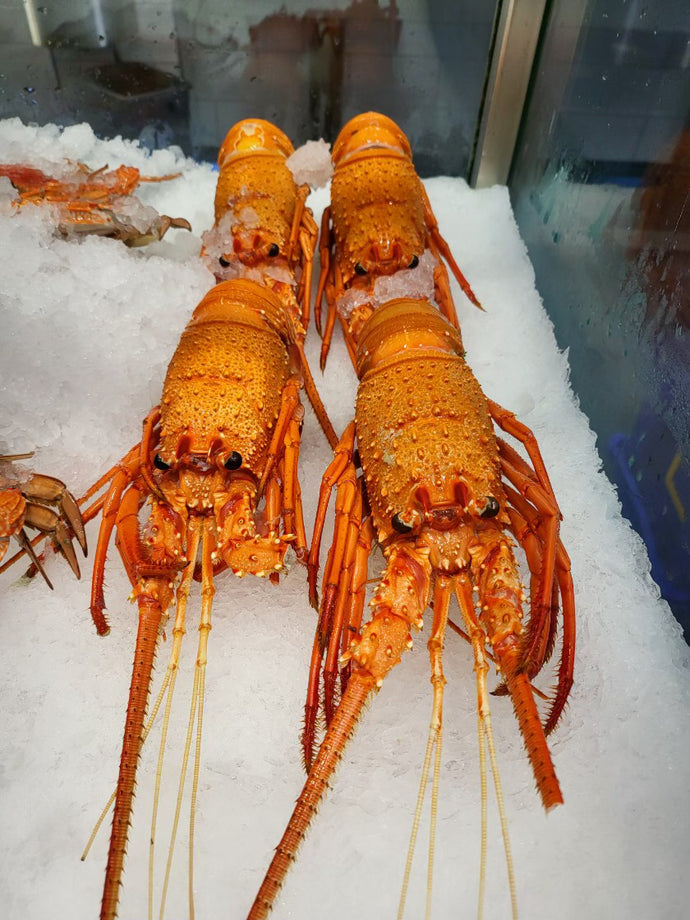 WA LOBSTER - Fresh Cooked