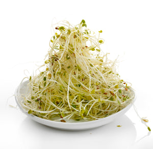 ALFALFA SPROUT - Punnet