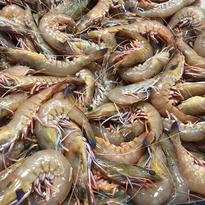 PRAWNS GREEN KING LARGE - 1kg