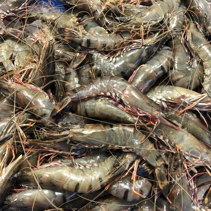 PRAWNS GREEN TIGER XX LARGE - 1kg